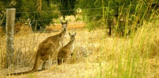 Australia and India