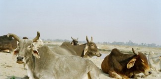 Cows in India