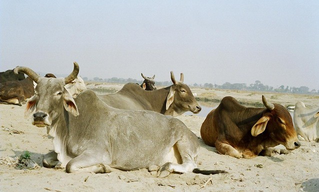 Cows in India