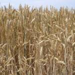 New way to reverse fertilizer subsidy & imports Farmers in India