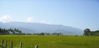 Rice fields of India