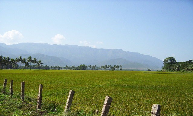 Rice fields of India