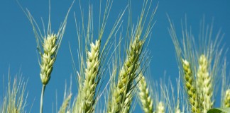 farmlands of India