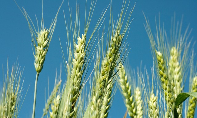 farmlands of India