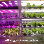 Hydroponics and the revolution in farming