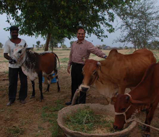 Cattle semen is a big business indeed